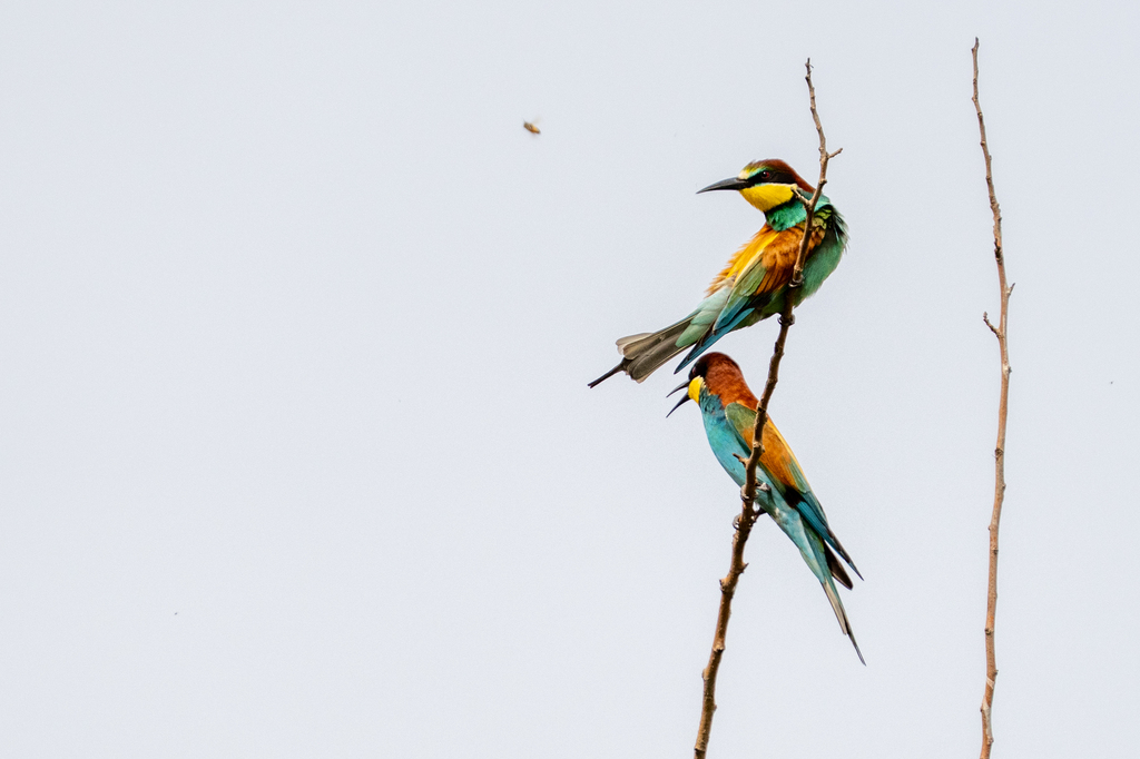 שרקרק מצוי--15/04/2026-אגמון החולה-ירון צ'רקה