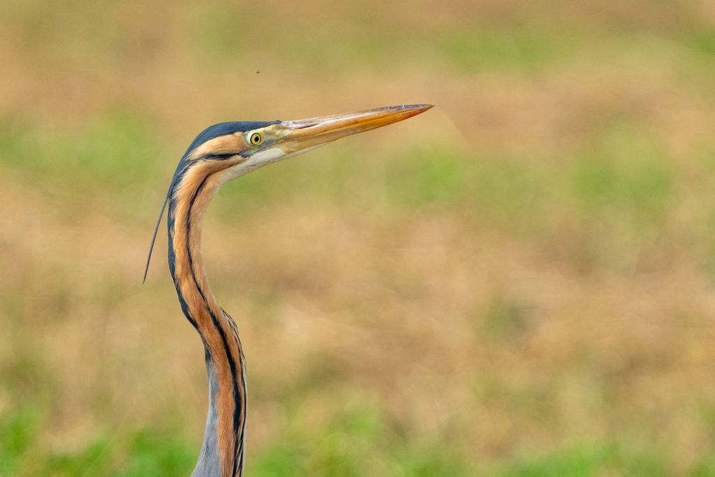 אנפה ארגמנית--15/04/2026-אגמון החולה-ירון צ'רקה