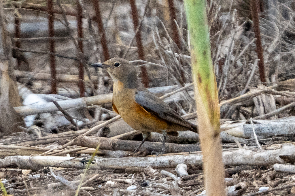 אירניה--15/04/2026-אגמון החולה-ירון צ'רקה