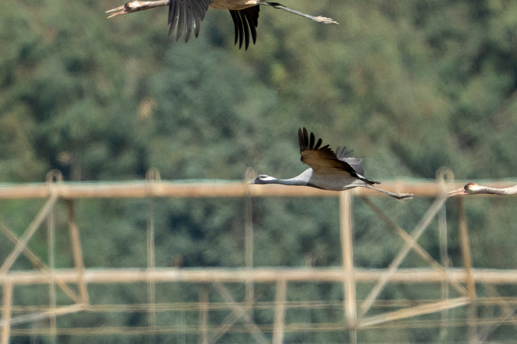 עגור חן--15/04/2026-אגמון החולה-ירון צ'רקה