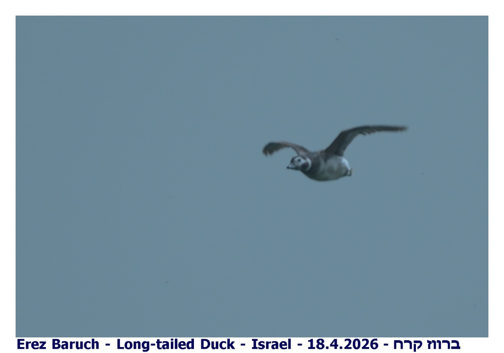 ברווז קרח--18/04/2026-דפנה-סילבי ברוך