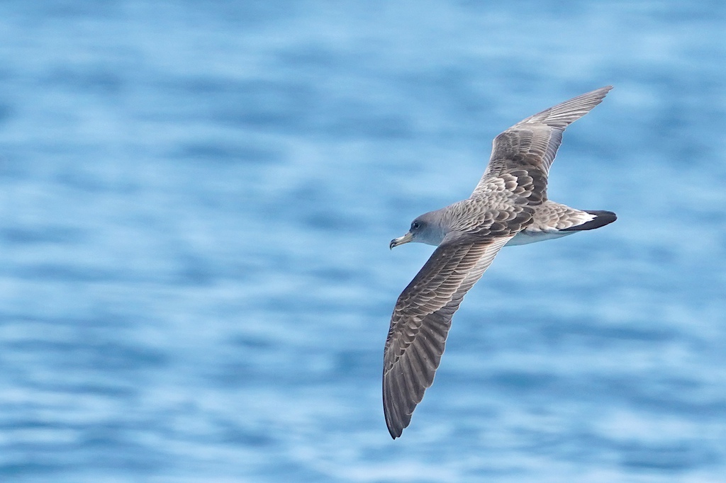 יסעור גדול--24/04/2026-הים מול חוף גוש דן-אייל שוחט